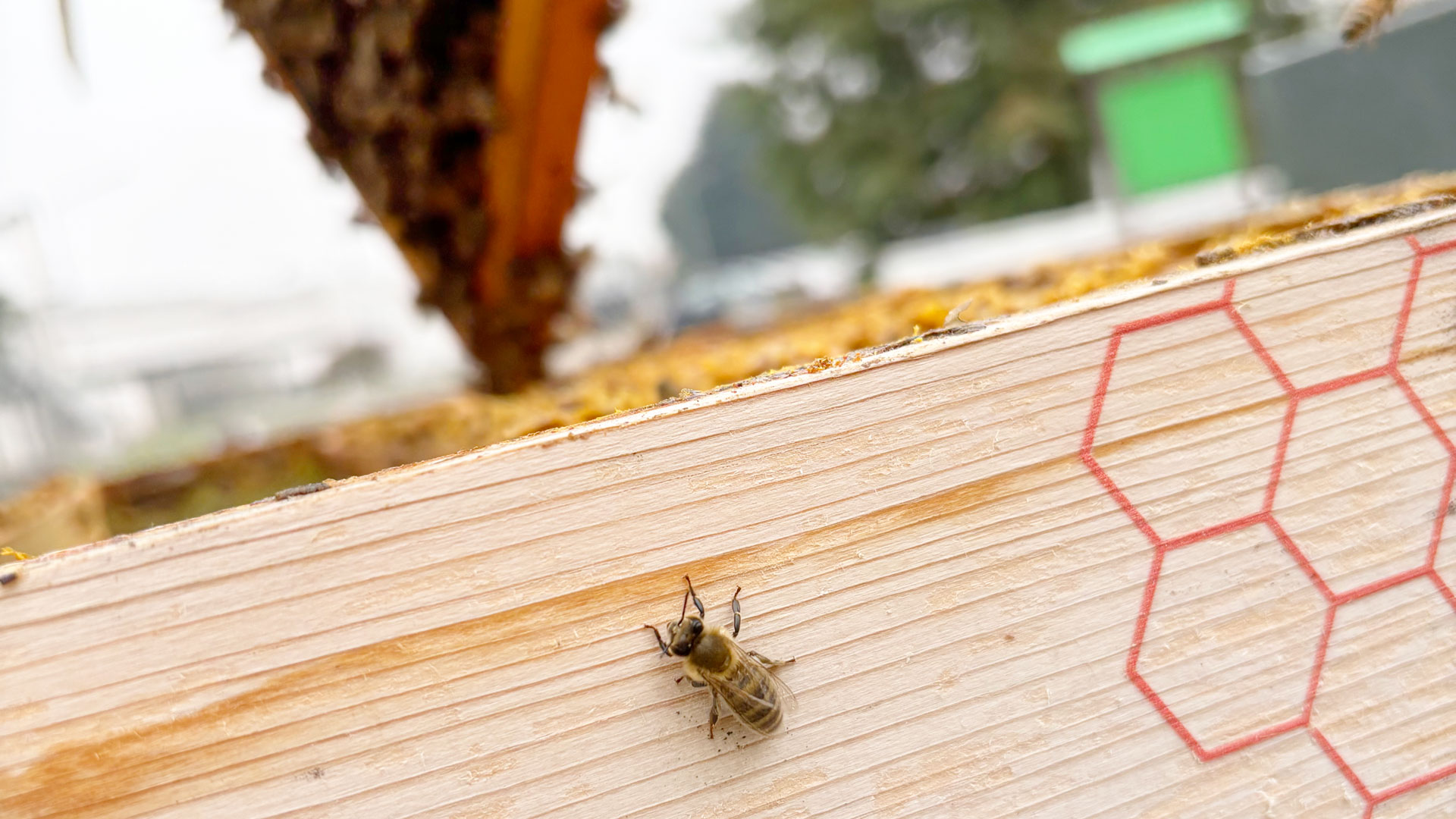 SAES Getters | saes-for-bees-1