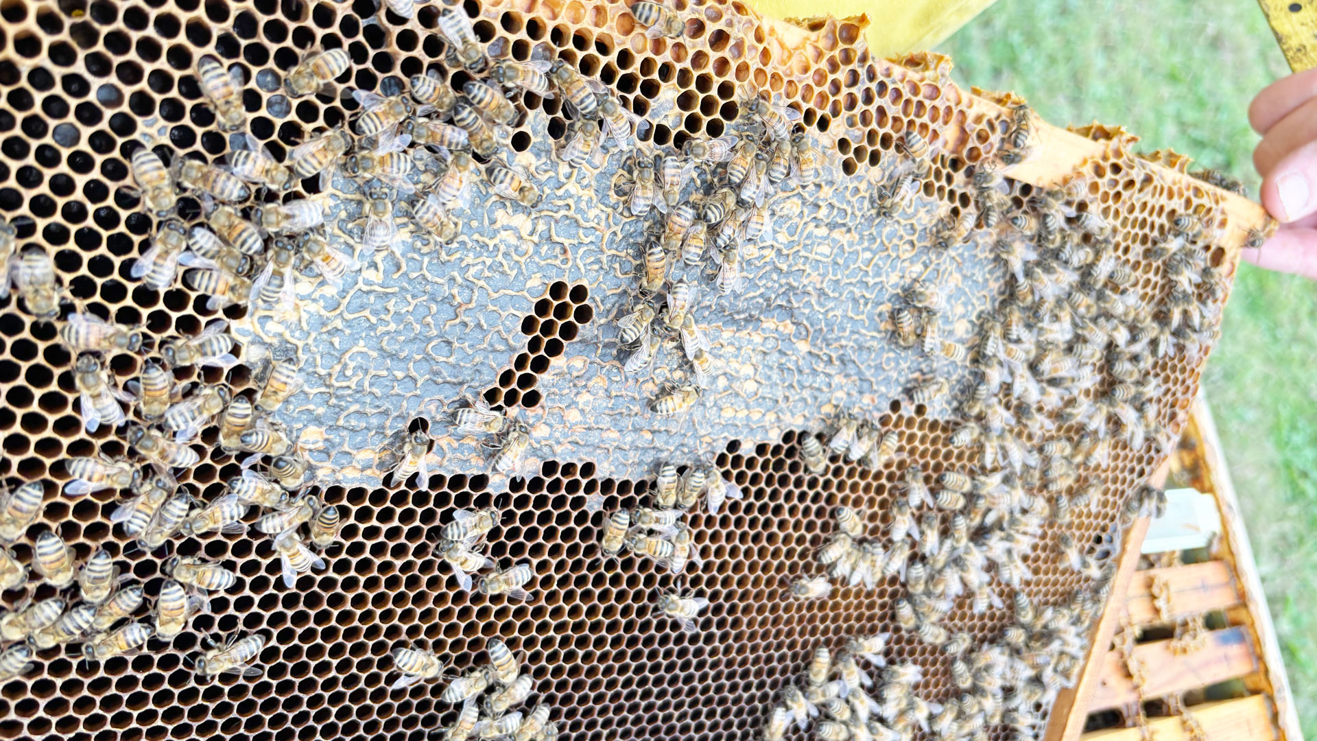 SAES Getters | saes-for-bees-2