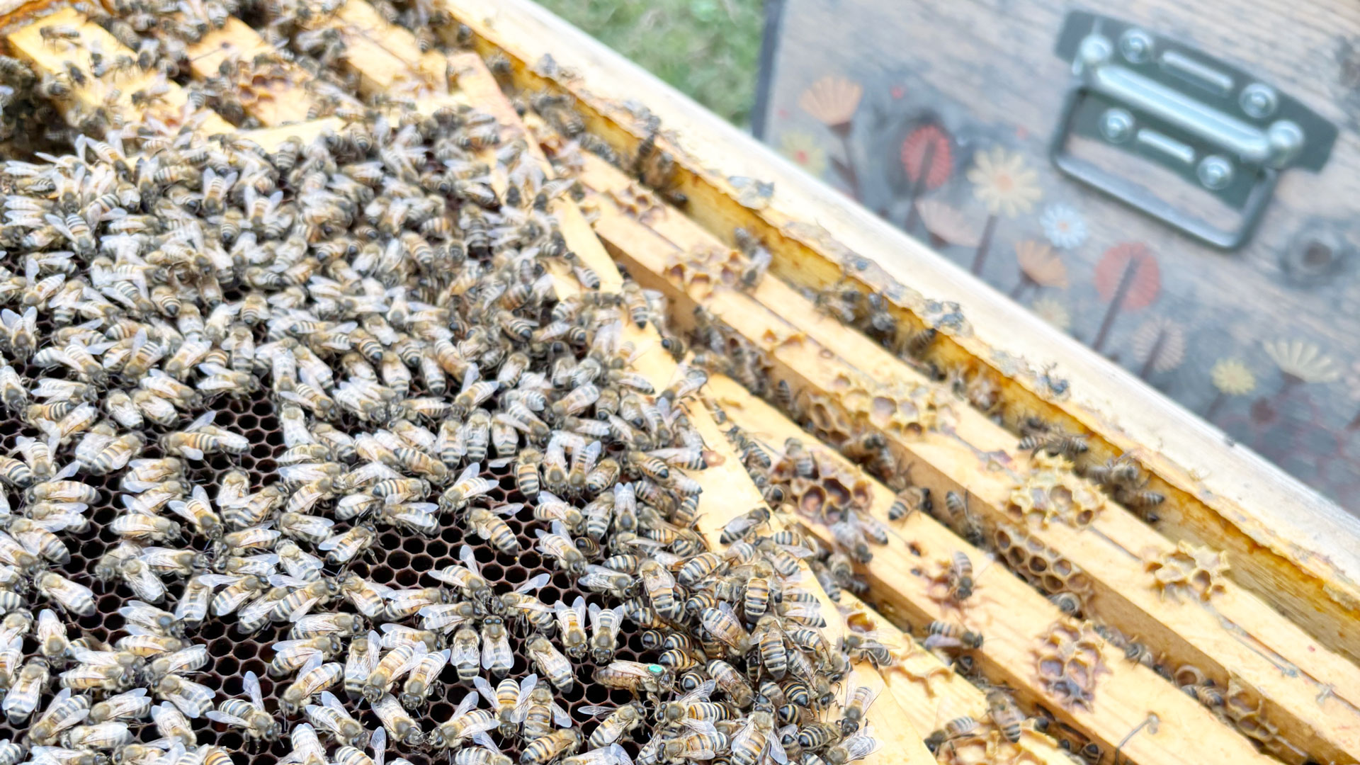 SAES Getters | saes-for-bees-3