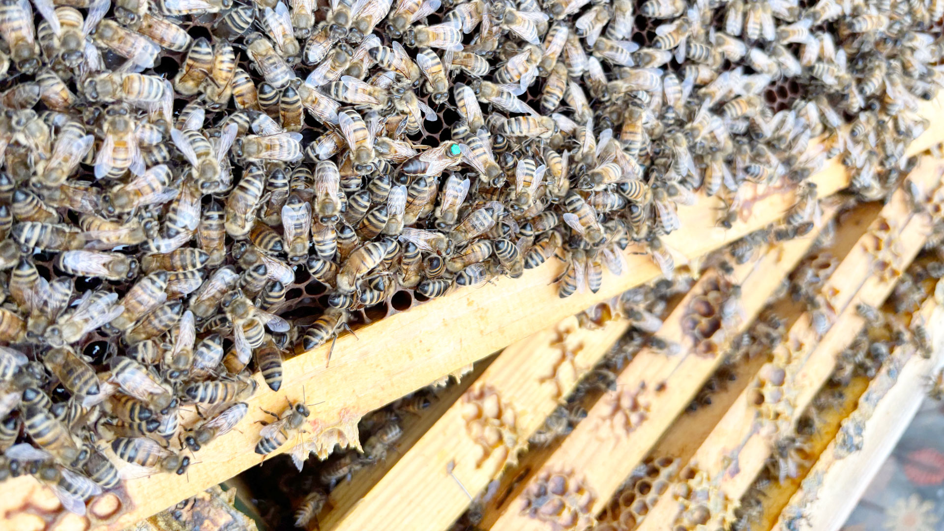 SAES Getters | saes-for-bees-4